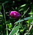 Rose2.62899.jpg