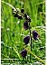 Monkshood3.jpg